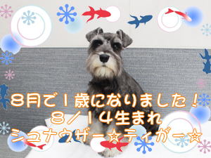 この夏で１歳になりました☆～８月～